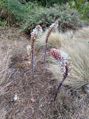 Drimia simensis