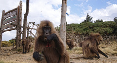 Theropithecus gelada
