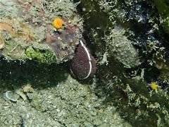 Atergatis integerrimus