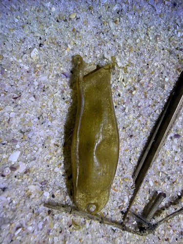 Scyliorhinus canicula