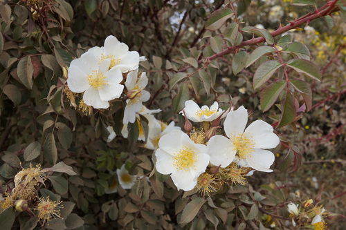 Image of Rosa abyssinica by (c) stephen, some rights reserved (CC BY)