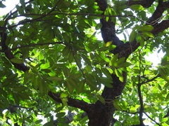 Diospyros nigra