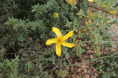 Hypericum revolutum