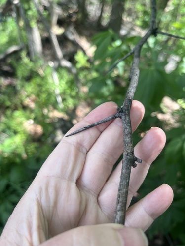 Crataegus pennsylvanica, photograph 5
