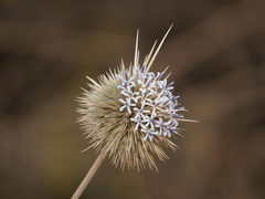 Echinops