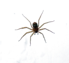 Araneae