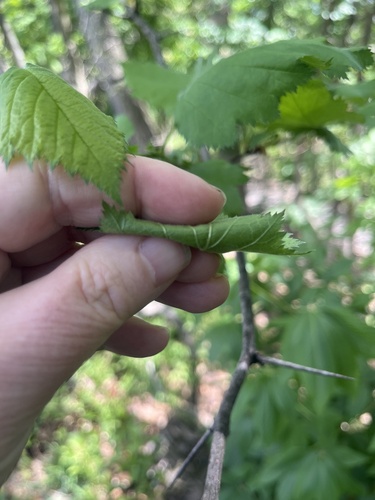 Crataegus pennsylvanica, photograph 4