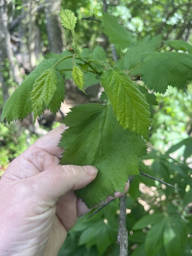 Crataegus pennsylvanica, photograph 3