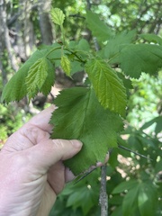 Crataegus pennsylvanica, photograph author not stated, no rights reserved