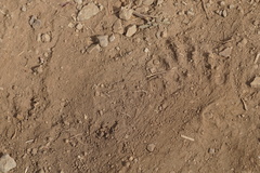 Theropithecus gelada