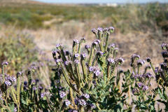 Phacelia integrifolia, photograph (c) Kevin Floyd, some rights reserved (CC BY)