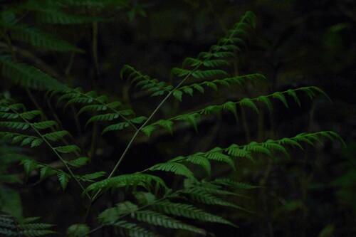 Pteris deflexa, 2026-04-18