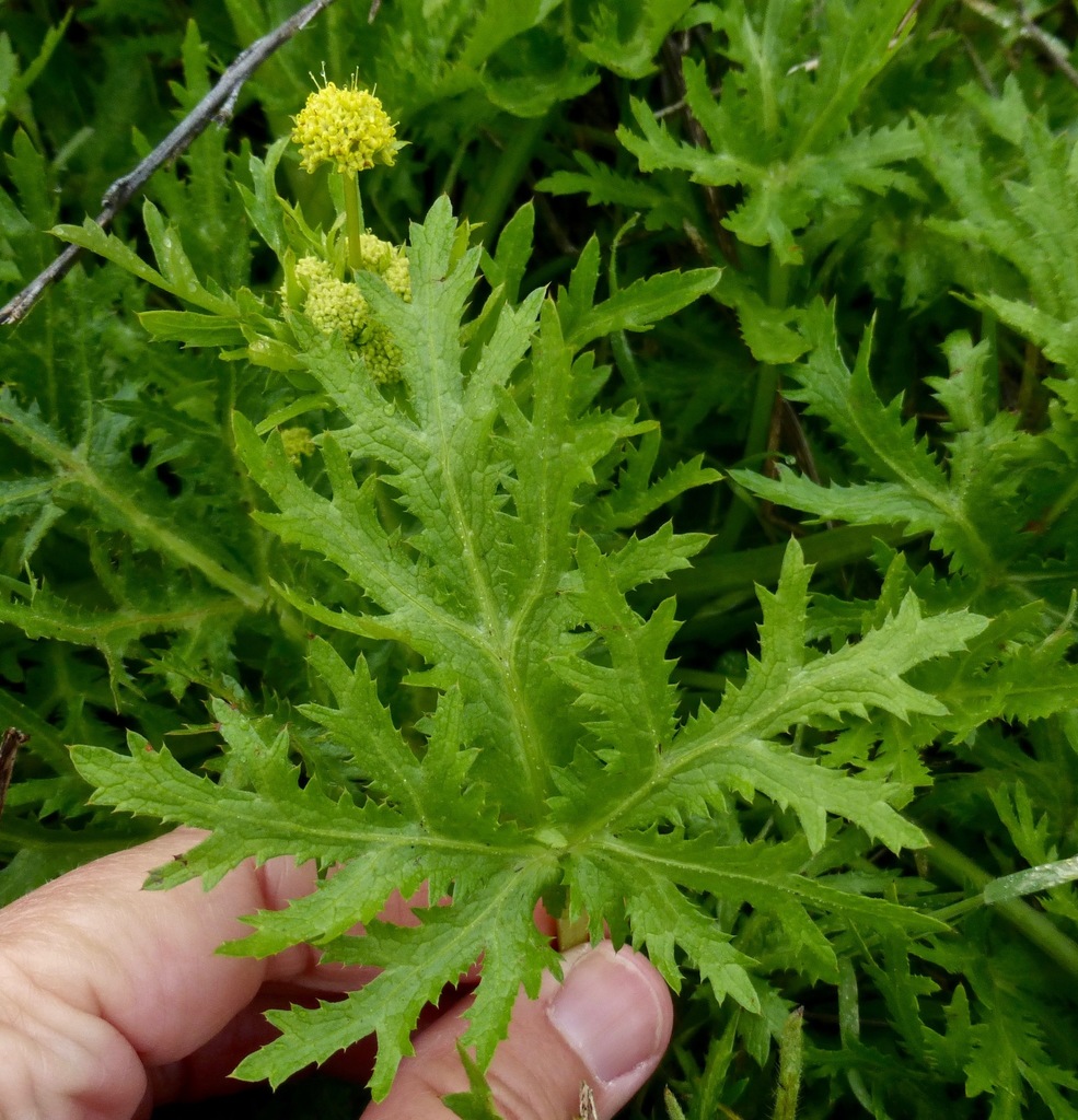 Sharp-toothed Sanicle