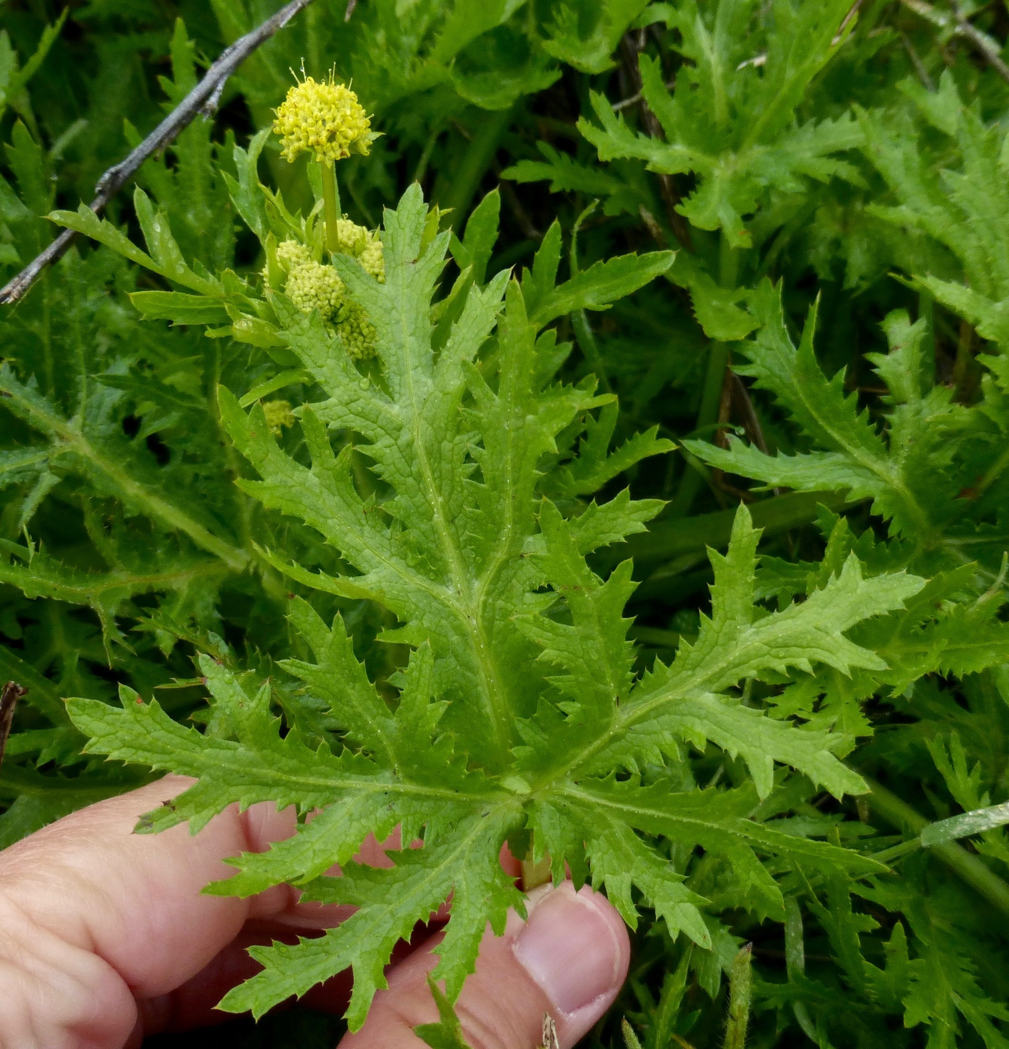 Sanicula arguta