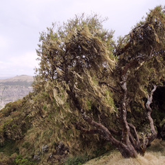 Erica arborea