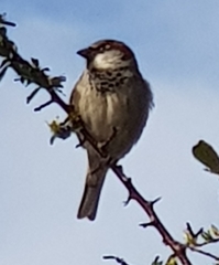 Passer domesticus