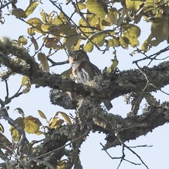 Glaucidium gnoma gnoma