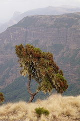 Erica arborea