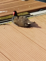 Gallinula chloropus
