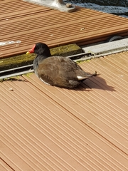 Gallinula chloropus