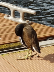 Gallinula chloropus