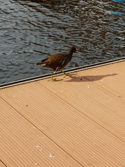 Gallinula chloropus