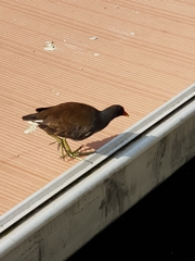 Gallinula chloropus