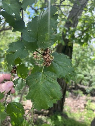 Crataegus pennsylvanica