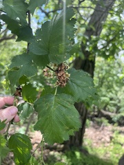 Crataegus pennsylvanica