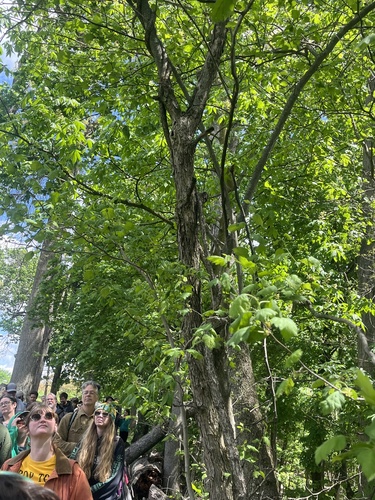 Crataegus pennsylvanica, photograph 6