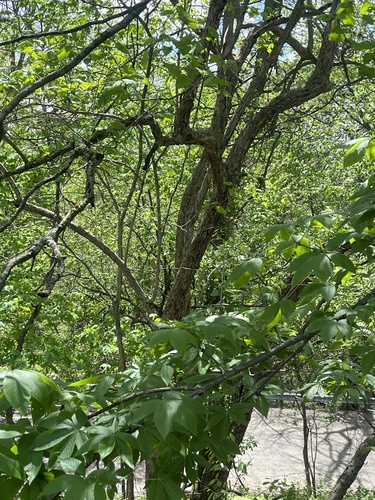 Crataegus pennsylvanica, photograph 2