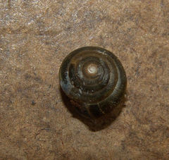 Gastropoda
