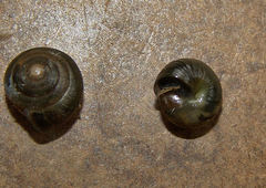 Gastropoda