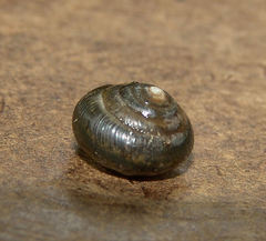Gastropoda