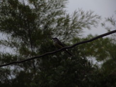 Myiarchus tuberculifer