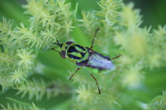 Hedriodiscus pulcher