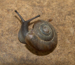 Gastropoda