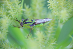 Hedriodiscus pulcher