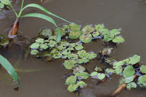 Salvinia auriculata, photograph 3