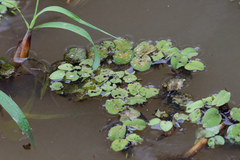 Salvinia auriculata, photograph (c) Donald Davesne, some rights reserved (CC BY)
