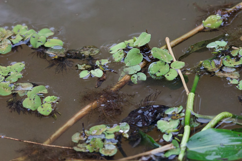 Salvinia auriculata, photograph 4