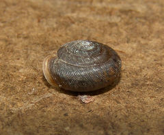 Gastropoda