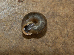 Gastropoda