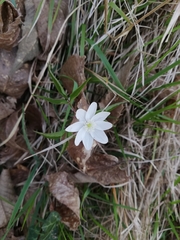 Anemonoides trifolia