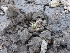 Hyla eximia