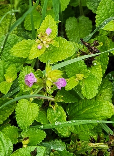 Stachys drummondii, photograph 2