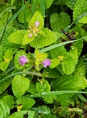 Stachys drummondii, photograph (c) Jackie T, some rights reserved (CC BY)