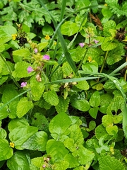 Stachys drummondii, photograph (c) Jackie T, some rights reserved (CC BY)