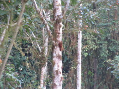 Xiphocolaptes promeropirhynchus