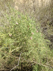 Funastrum